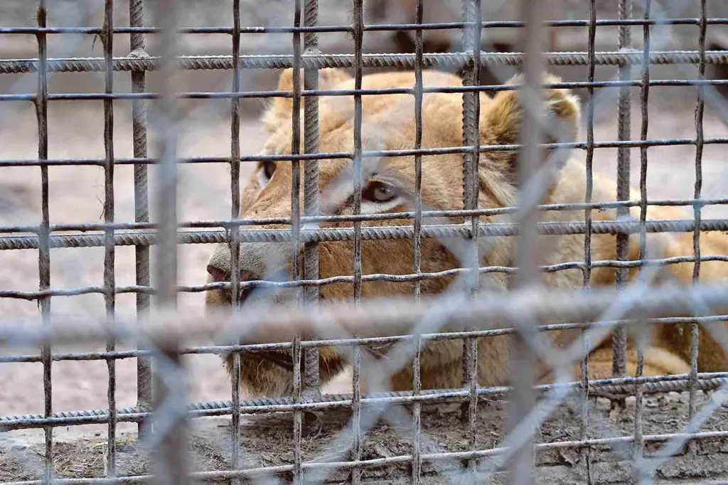 Village Voice article by Professor Oleg Rubel about the destruction of Ukraine's natural environment by Russian attacks