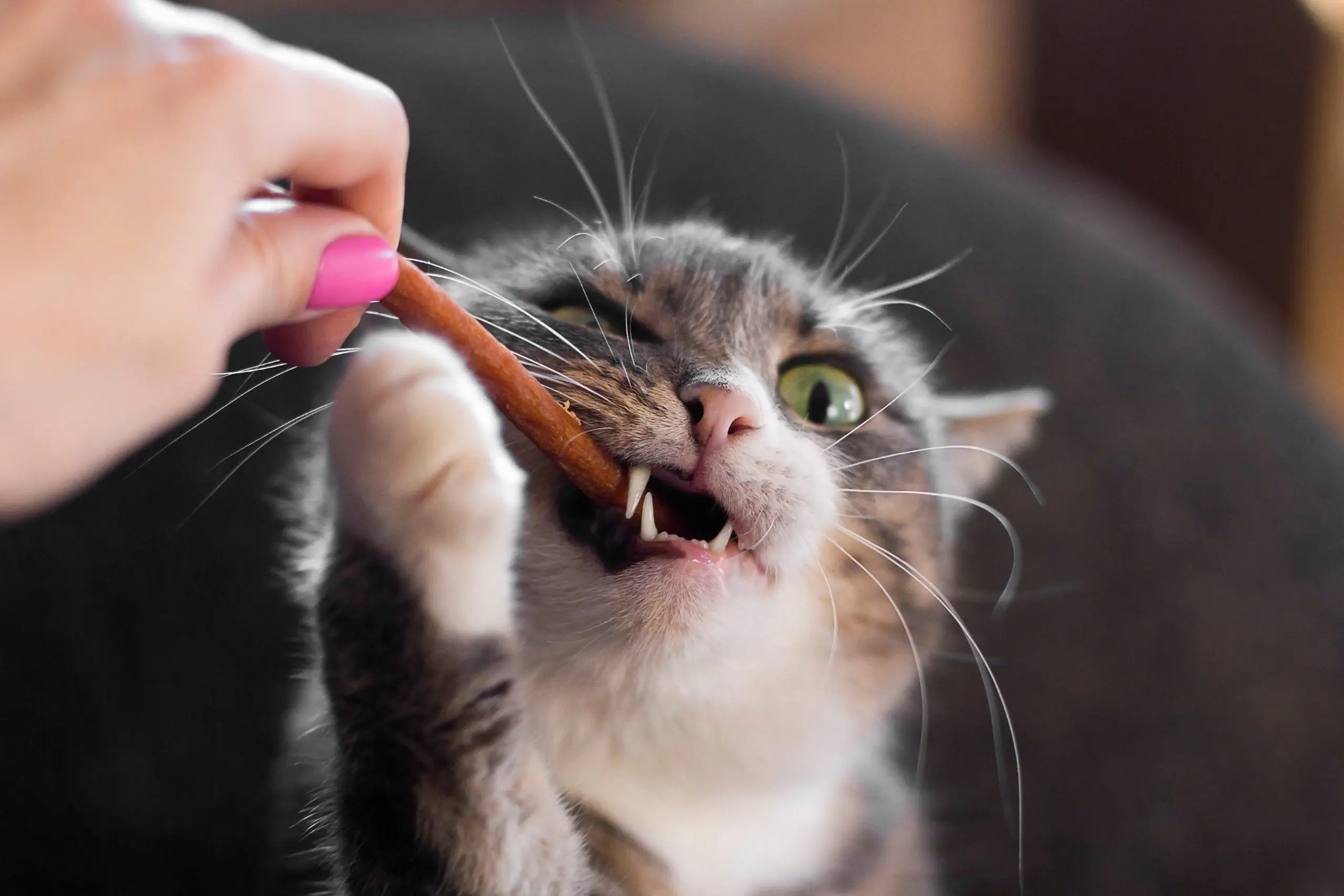 homemade cat treats