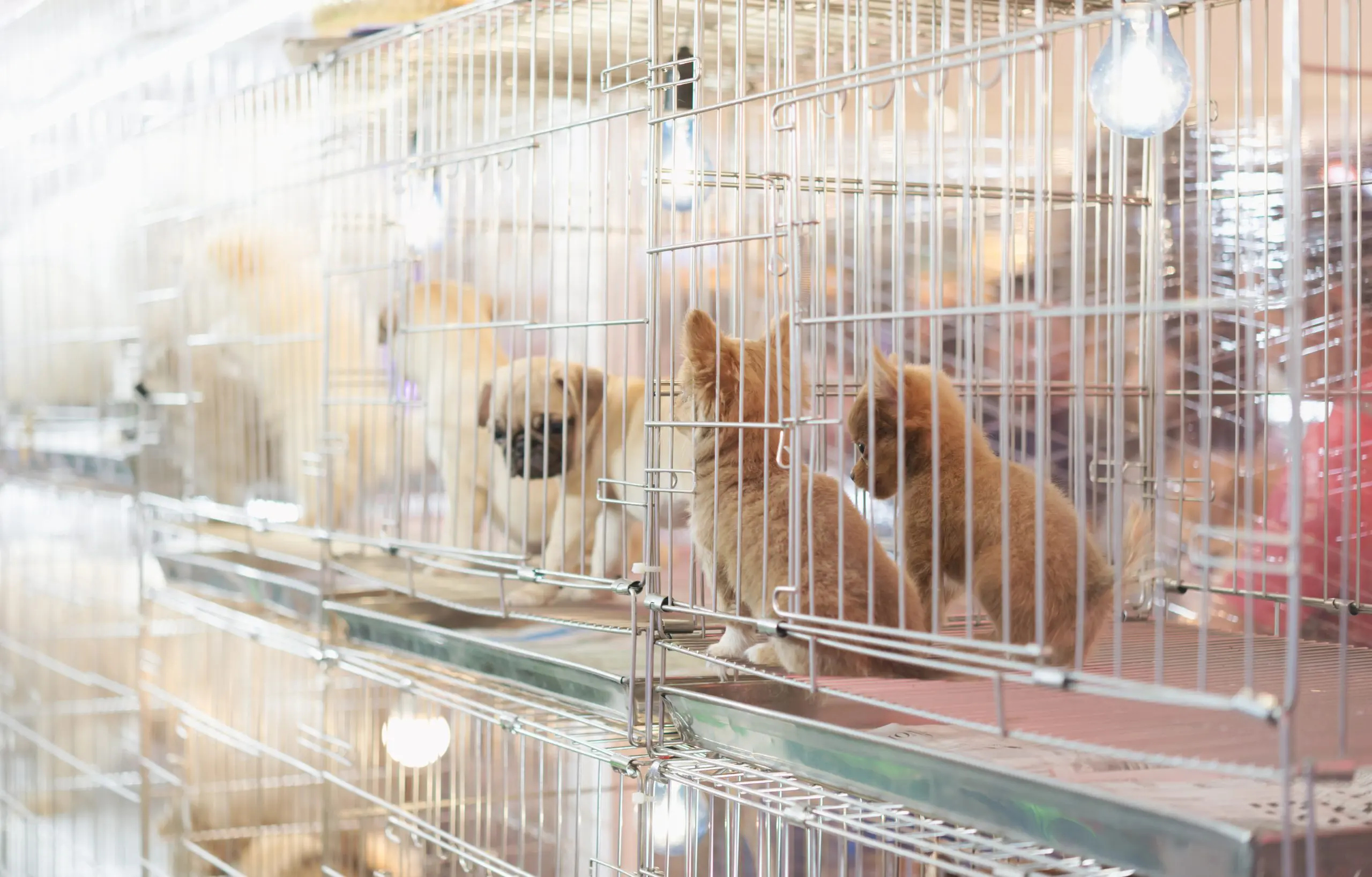 animal sales in pet stores illegal