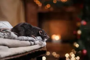 rat infestation in New York City