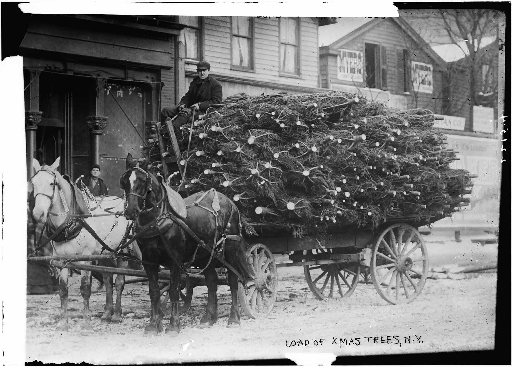 Photo in the Village Voice of Christmas trees being pulled by horse-drawn wagon in New York, ca. 1910.